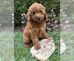 Small #3 Goldendoodle (Miniature)