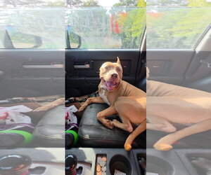 Coda - Male American Pit Bull Terrier Dog for Adoption - Photo #2