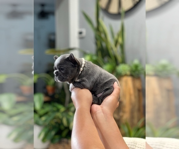 Medium Photo #12 French Bulldog Puppy For Sale in ESCONDIDO, CA, USA