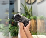Small Photo #12 French Bulldog Puppy For Sale in ESCONDIDO, CA, USA