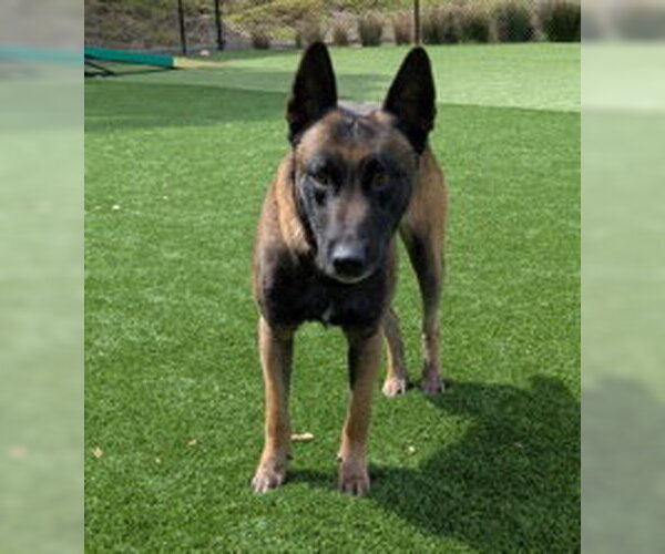 Medium Photo #1 Mutt Puppy For Sale in Salinas, CA, USA