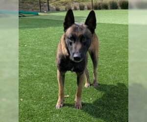 Mutt Dogs for adoption in Salinas, CA, USA