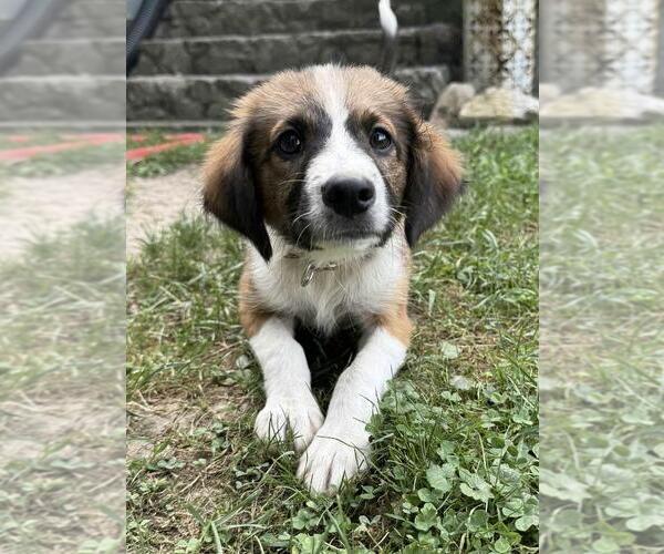 Medium Photo #3 Australian Shepherd-Dachshund Mix Puppy For Sale in Portland, IN, USA