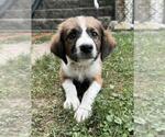 Small #2 Australian Shepherd-Dachshund Mix