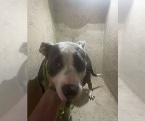 American Pit Bull Terrier Dogs for adoption in West Palm Beach, FL, USA