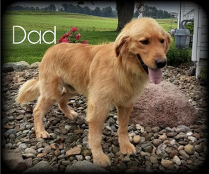 Father of the Golden Retriever puppies born on 04/24/2021