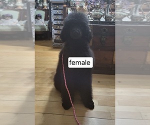 Poodle (Standard) Puppy for sale in WALDORF, MD, USA