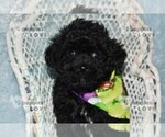 Small #7 Poodle (Toy)