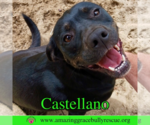 Small #6 Rottweiler-American Pit Bull Terrier