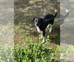 Small #1 Labrador Retriever Mix