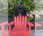 Small #1 Lhasa-Poo
