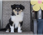 Small Photo #1 Collie Puppy For Sale in FREDERICKSBURG, OH, USA