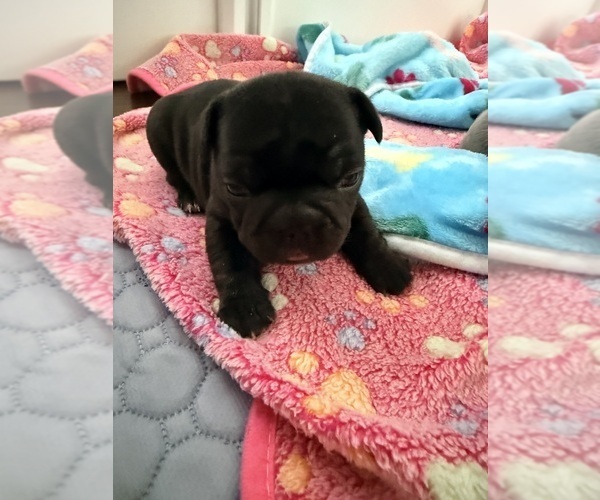 Medium Photo #7 French Bulldog Puppy For Sale in WESLEY CHAPEL, FL, USA