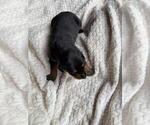 Puppy Puppy 3 Doberman Pinscher