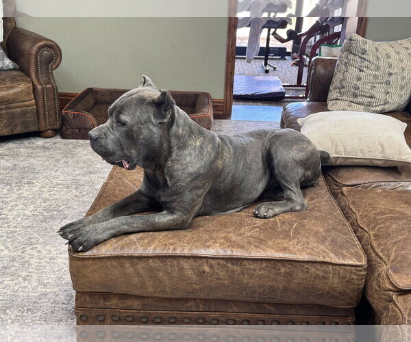 Medium Photo #12 Mutt Puppy For Sale in Goodyear, AZ, USA