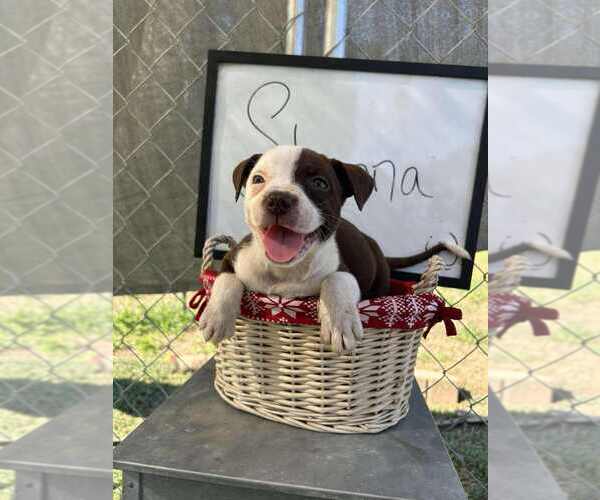 Medium Photo #1 Bulldog-Jack Russell Terrier Mix Puppy For Sale in garner, NC, USA