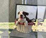 Small Bulldog-Jack Russell Terrier Mix