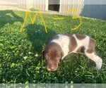 Puppy Male3 pics German Shorthaired Pointer