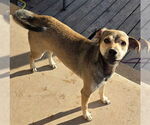 Small #1 Labrador Retriever Mix