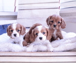 Small #8 Cavalier King Charles Spaniel
