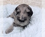 Small Photo #55 Goldendoodle Puppy For Sale in PIERSON, FL, USA