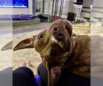 Small #1 Labrador Retriever Mix