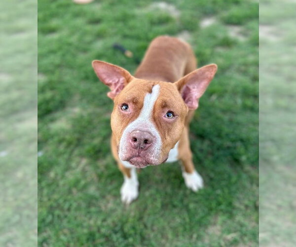 Medium Photo #1 Mutt Puppy For Sale in Evansville, IN, USA