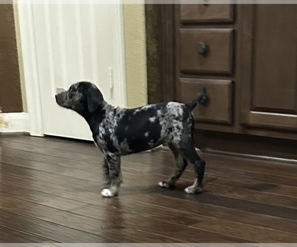 Medium Photo #7 Catahoula Leopard Dog Puppy For Sale in SPRING, TX, USA