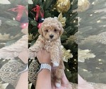 Small Photo #1 Cavapoo Puppy For Sale in CITRUS HTS, CA, USA