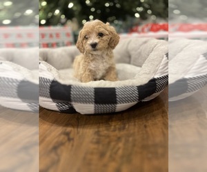 Cavapoo Puppy for sale in FORT SMITH, AR, USA