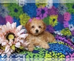 Small #5 Poodle (Toy)