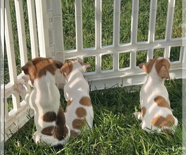 Medium Photo #1 Jack Russell Terrier Puppy For Sale in LEDBETTER, TX, USA