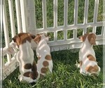 Small Jack Russell Terrier