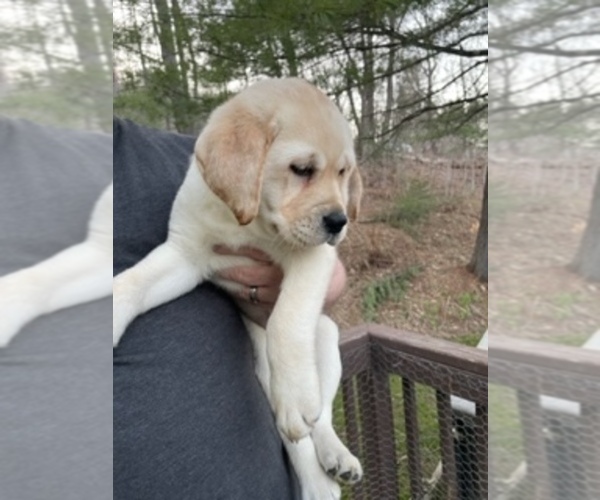 Medium Photo #9 Labrador Retriever Puppy For Sale in MONTPELIER, VT, USA