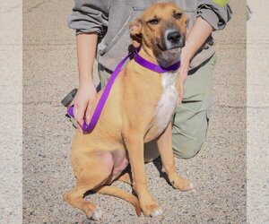 Mikey - Male Black Mouth Cur-German Shepherd Dog Mix Dog for Adoption - Photo #2