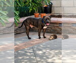 Small #33 American Staffordshire Terrier Mix