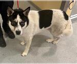 Small Border Collie-Siberian Husky Mix