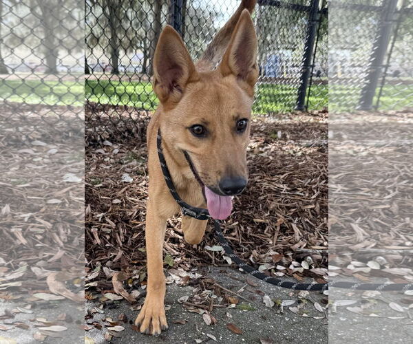 Medium Photo #1 Mutt Puppy For Sale in Sanford, FL, USA