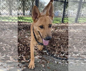 Mutt Dogs for adoption in Sanford, FL, USA
