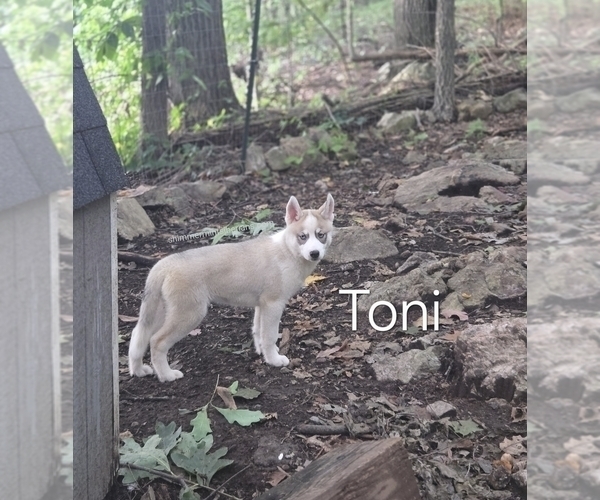 Medium Photo #1 Siberian Husky Puppy For Sale in STANHOPE, NJ, USA