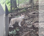 Puppy Toni Siberian Husky