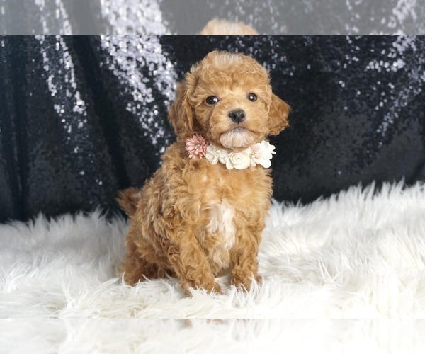 Medium Photo #35 Poodle (Toy) Puppy For Sale in WARSAW, IN, USA