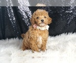 Small #2 Poodle (Toy)