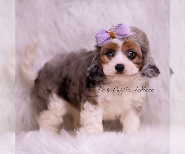 Medium Photo #97 Cavapoo (Miniature) Puppy For Sale in WARSAW, IN, USA