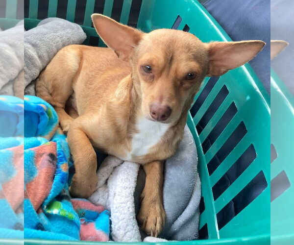 Medium Photo #8 Chihuahua Puppy For Sale in Boonton, NJ, USA