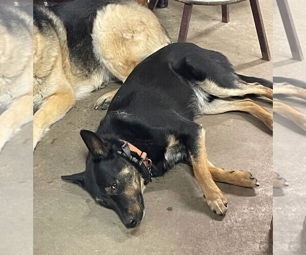 Medium Photo #11 German Shepherd Dog-Unknown Mix Puppy For Sale in Brooklyn Center, MN, USA