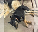 Small #10 German Shepherd Dog Mix