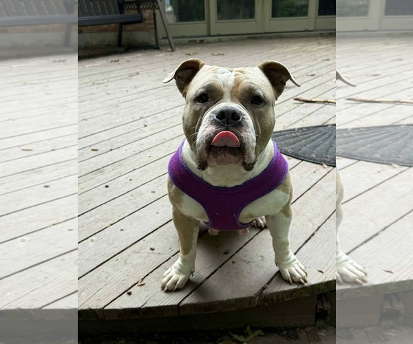 Medium Photo #12 Bulldog-Unknown Mix Puppy For Sale in Germantown, OH, USA