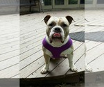 Small #11 Bulldog Mix