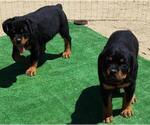 Small #2 Rottweiler